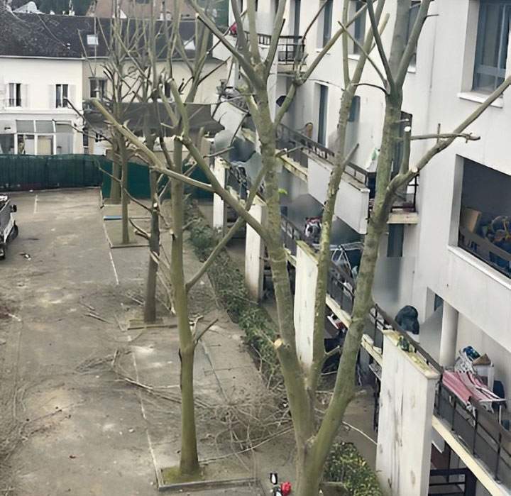 Travaux d’élagage d'arbres difficiles Sartrouville